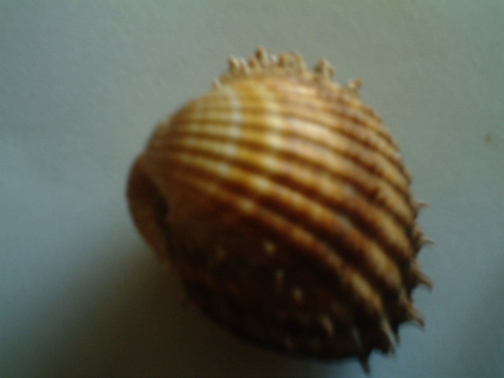 Acanthocardia aculeata o spinosa.